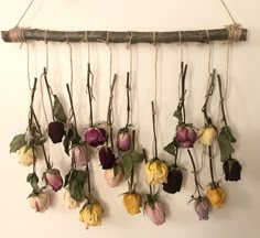 several dried flowers hanging on a wall with vines and leaves attached to the stems, in front of a white background