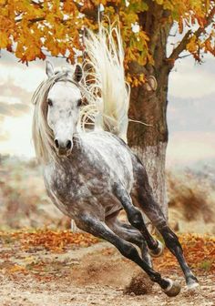 a gray horse is galloping in front of a tree with its long hair blowing in the wind