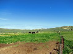 some cows are standing in the grass near a fence and dirt road on a sunny day