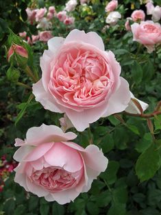 two pink roses are blooming in the garden