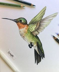 a drawing of a hummingbird with its wings spread