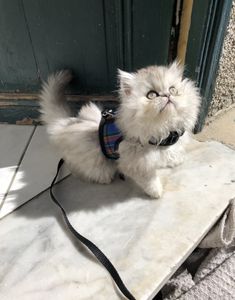 a small white cat wearing a vest and leash standing on a tile floor next to a door