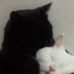 a black and white cat laying on top of each other