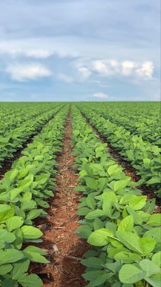 a large field full of green plants under a cloudy sky