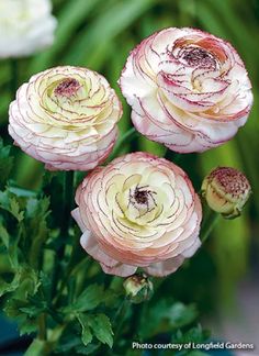 three pink and white flowers with green leaves