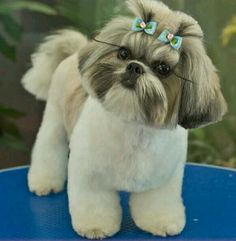 a small white and brown dog with blue bows on it's head sitting on top of a table