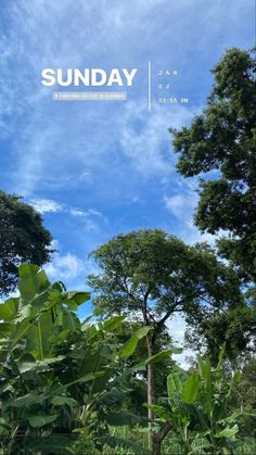 the sun is shining on some trees and bushes in front of a blue sky with white clouds