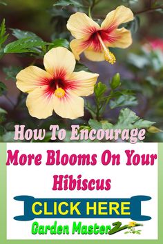 two yellow and red flowers with the words how to engage more blooms on your hibiscus click here garden master