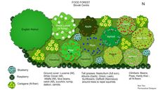 a garden plan with lots of different plants and trees in it, including green leaves