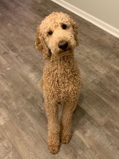 #poodle #puppy #trends #dogaesthetic #summerpoodlecut #poodlecut #poodlecurls Doodle Cuts, Puppy Haircut, Saint Bernards, Poodle Hair, Red Poodles, Golden Doodles, Dog Aesthetic, Dog Haircuts