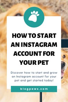 a dog looking at a sign that says how to start an instagram account for your pet