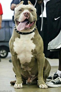 a brown and white dog sitting on top of a floor next to a person wearing sneakers