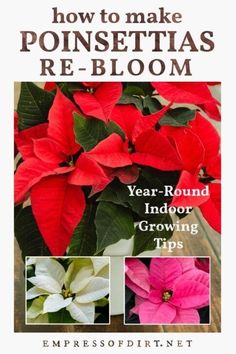 how to make poinsettias re - bloom year round indoor growing tips