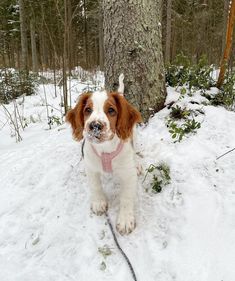 a brown and white dog standing in the snow next to a tree