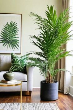 a living room filled with furniture and a plant