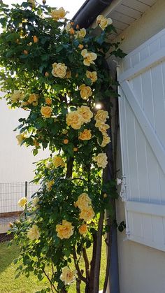 yellow roses growing on the side of a house