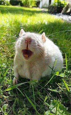 a white rat yawning in the grass with its mouth open and tongue out