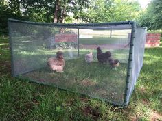 several chickens in a cage on the grass