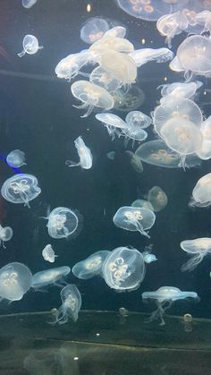 many jellyfish are swimming in an aquarium