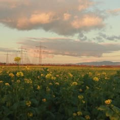 the sun is setting over an open field with power lines in the distance and yellow flowers on the foreground