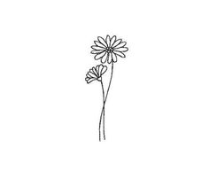 a drawing of two daisies on a white background, with one single flower in the foreground