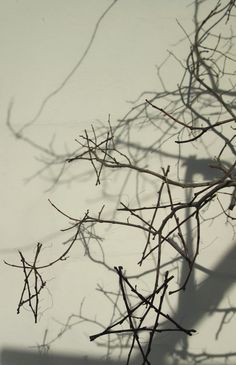 the shadow of branches against a white wall