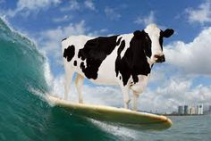 a black and white cow standing on top of a surfboard in the ocean next to a wave