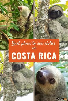 sloths in costa rica with text overlay reading best place to see sloths in costa rica