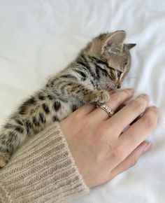 a person holding a small kitten on top of a white bed covered in blankets and pillows