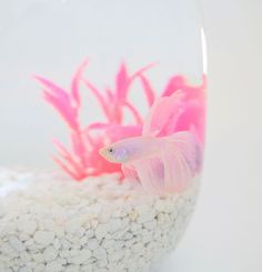 there is a pink fish in the bowl