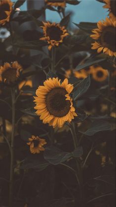 a large group of sunflowers in a field