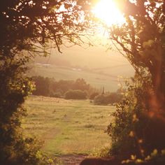 the sun is shining through some trees and grass