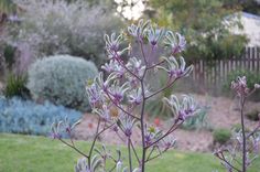 purple flowers are growing in the garden