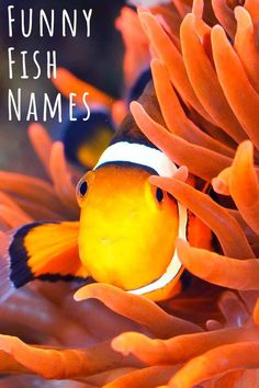 an orange clown fish with the words funny fish names on it's face in front of anemone