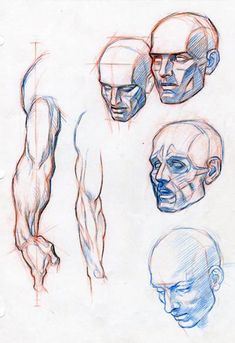 several different poses of the human body in blue and red pencil on white paper, with one man's head tilted to the left