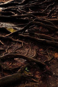 an animal that is standing in the dirt near some tree roots on the side of a road