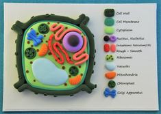 a close up of a brochure made to look like an animal cell