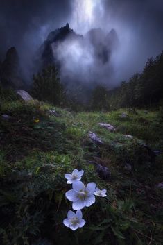 white flowers in the middle of a field with mountains and clouds behind them at night