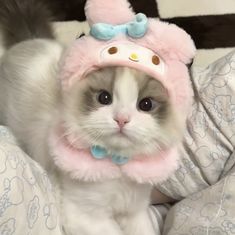 a white cat wearing a hello kitty hat