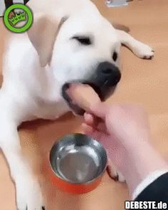 a white dog eating out of a bowl with his owner's hand on the floor