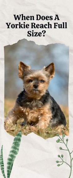 a yorkshire terrier puppy sitting in the grass with text overlay that reads, when does a yorkie reach full size?