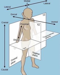 an image of the human body with labels on it and arrows pointing to different areas