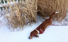 a brown and white dog standing in the snow next to some tall dry grass,