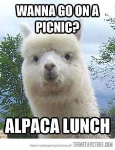 an alpaca looking at the camera with caption that says wanna go on a picnic?