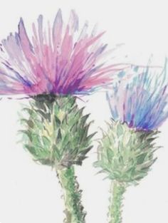 two purple flowers with green stems are shown in this watercolor painting style image on white paper