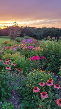 the sun is setting over a field full of colorful flowers and plants with trees in the background