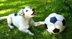 a white and black dog playing with a soccer ball