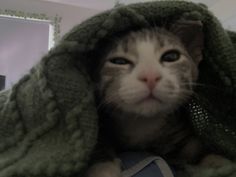 a grey and white cat under a green blanket looking up at the camera with its eyes wide open