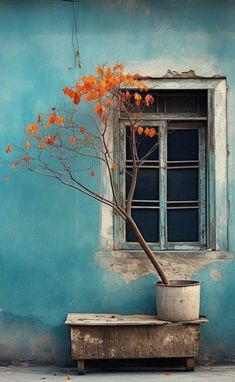 a tree with orange leaves in front of a blue painted wall and an old window