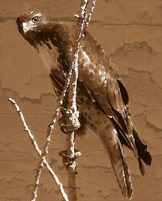 a bird perched on top of a tree branch next to a brick wall in sepia